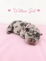 Willow AKC, a female French Bulldog for sale in Sterling Heights, MI – 1 of 10