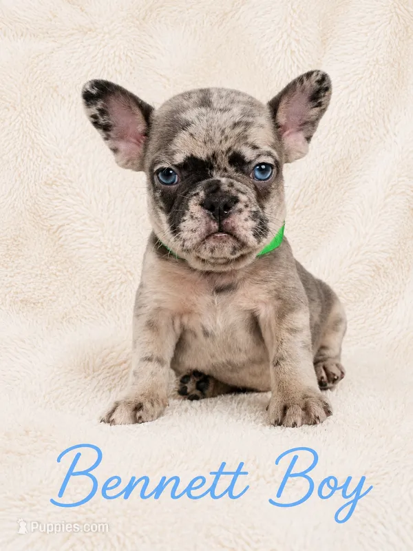Bennett AKC – French Bulldog puppy for sale in Sterling Heights, MI