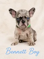 Bennett AKC, a male French Bulldog for sale in Sterling Heights, MI – 1 of 10