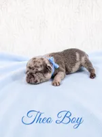 Theo AKC, a male French Bulldog for sale in Sterling Heights, MI – 6 of 10