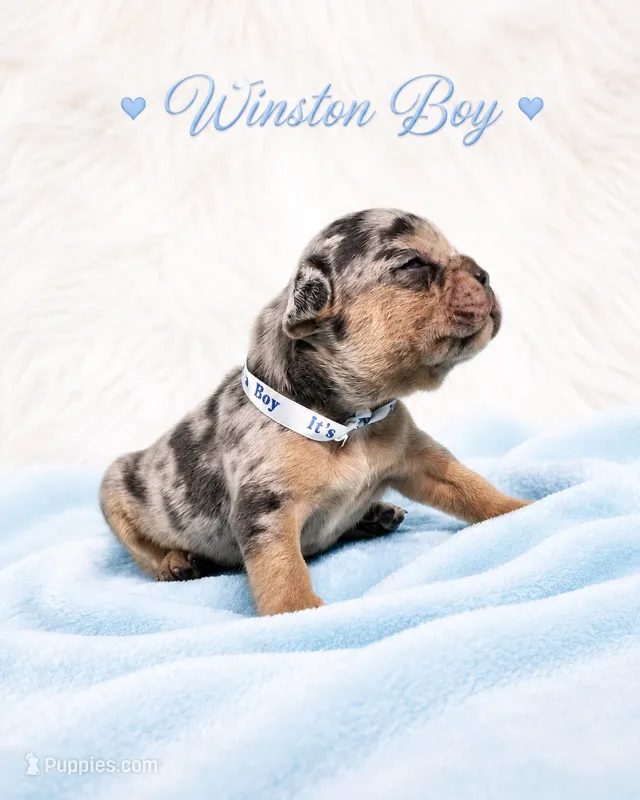 Winston AKC – French Bulldog puppy for sale in Sterling Heights, MI
