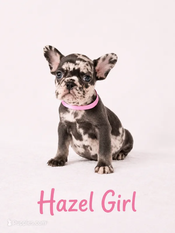 Hazel Akc – French Bulldog puppy for sale in Sterling Heights, MI