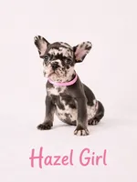 Hazel Akc, a female French Bulldog for sale in Sterling Heights, MI – 1 of 10
