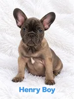 Henry AKC, a male French Bulldog for sale in Sterling Heights, MI – 4 of 9