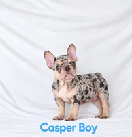 Casper Akc , a male French Bulldog for sale in Sterling Heights, MI – 4 of 10