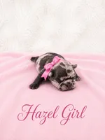 Hazel Akc, a female French Bulldog for sale in Sterling Heights, MI – 2 of 10
