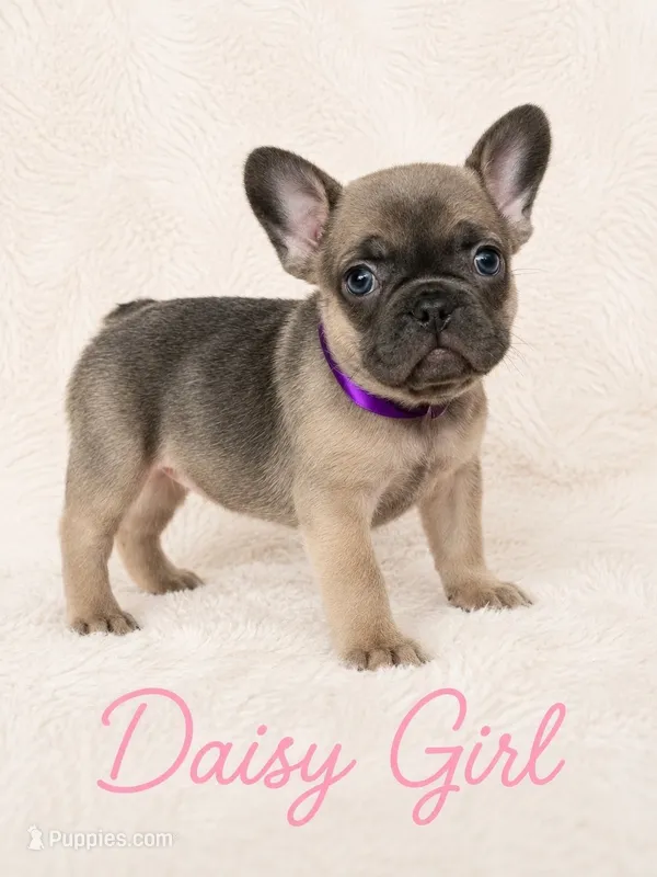 Daisy AKC – French Bulldog puppy for sale in Sterling Heights, MI