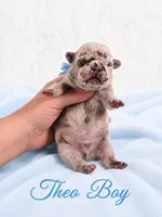 Theo AKC, a male French Bulldog for sale in Sterling Heights, MI – 3 of 10