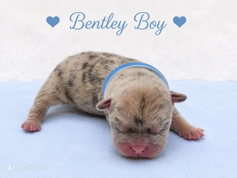 Bentley AKC – French Bulldog puppy for sale in Sterling Heights, MI