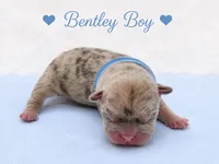 Bentley AKC, a male French Bulldog for sale in Sterling Heights, MI – 1 of 10