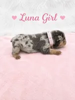 Luna AKC, a female French Bulldog for sale in Sterling Heights, MI – 4 of 10