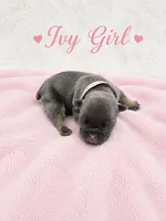 Ivy AKC, a female French Bulldog for sale in Sterling Heights, MI – 2 of 10