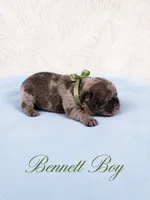 Bennett AKC, a male French Bulldog for sale in Sterling Heights, MI – 6 of 10