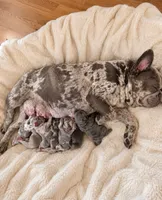 Theo AKC, a male French Bulldog for sale in Sterling Heights, MI – 7 of 10
