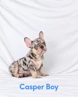 Casper Akc , a male French Bulldog for sale in Sterling Heights, MI – 9 of 10