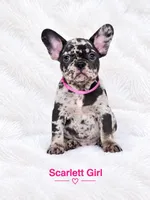 Scarlett AKC, a female French Bulldog for sale in Sterling Heights, MI – 7 of 10