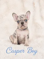Casper Akc , a male French Bulldog for sale in Sterling Heights, MI – 4 of 10