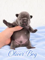 Oliver AKC, a male French Bulldog for sale in Sterling Heights, MI – 6 of 10