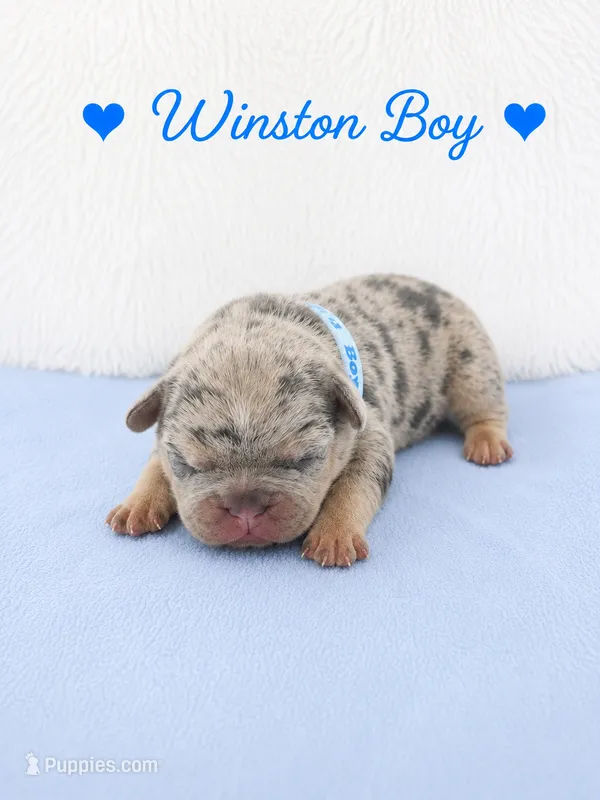 Winston AKC – French Bulldog puppy for sale in Sterling Heights, MI