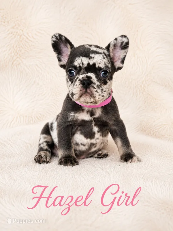 Hazel Akc – French Bulldog puppy for sale in Sterling Heights, MI