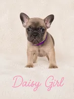 Daisy AKC, a female French Bulldog for sale in Sterling Heights, MI – 4 of 10
