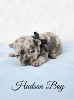Hudson AKC, a male French Bulldog for sale in Sterling Heights, MI – 2 of 10