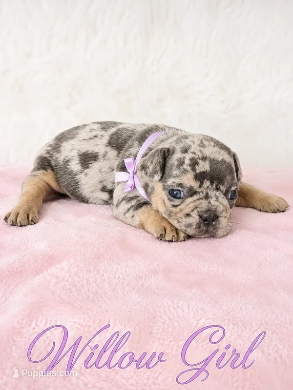 Willow AKC – French Bulldog puppy for sale in Sterling Heights, MI