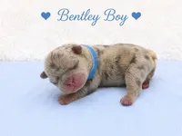 Bentley AKC, a male French Bulldog for sale in Sterling Heights, MI – 4 of 10
