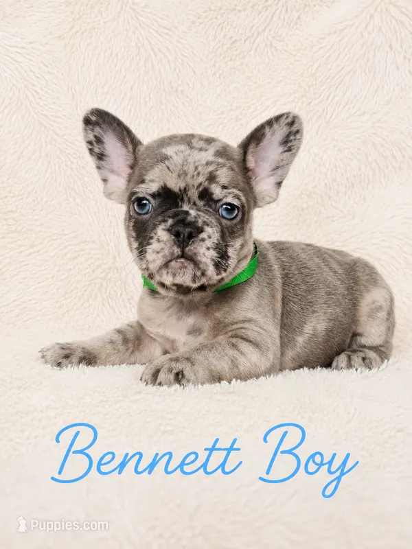 Bennett AKC – French Bulldog puppy for sale in Sterling Heights, MI