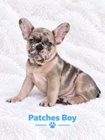 Patches AKC, a male French Bulldog for sale in Sterling Heights, MI – 4 of 10