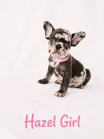 Hazel Akc, a female French Bulldog for sale in Sterling Heights, MI – 6 of 10