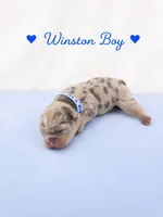 Winston AKC, a male French Bulldog for sale in Sterling Heights, MI – 2 of 10