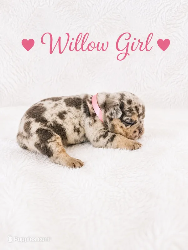 Willow AKC – French Bulldog puppy for sale in Sterling Heights, MI