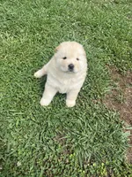 Willow, a female Chow Chow for sale in Seymour, TN – 6 of 6