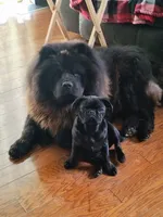 Willow, a female Chow Chow for sale in Seymour, TN – 2 of 6