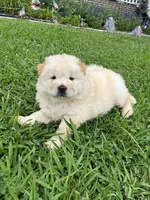 Willow, a female Chow Chow for sale in Seymour, TN – 1 of 1