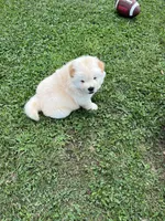 Willow, a female Chow Chow for sale in Seymour, TN – 5 of 6