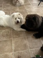 Willow, a female Chow Chow for sale in Seymour, TN – 3 of 6