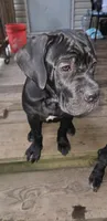 Delilah , a female Cane Corso for sale in East Palatka, FL – 9 of 10