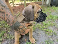 Chew, a male Cane Corso for sale in St. Augustine, FL – 3 of 5