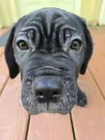 Delilah , a female Cane Corso for sale in St. Augustine, FL – 2 of 3