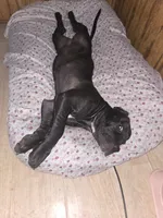 Delilah , a female Cane Corso for sale in East Palatka, FL – 3 of 10
