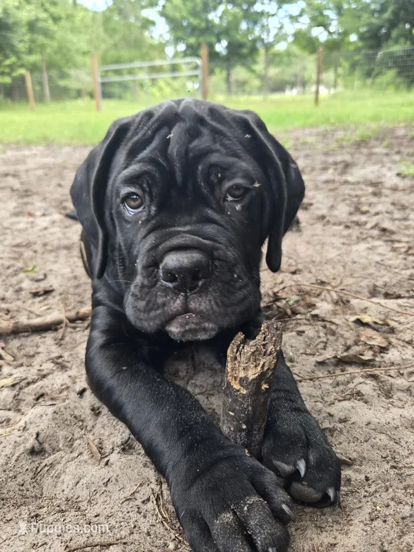 Mojo – Cane Corso puppy for sale in St. Augustine, FL