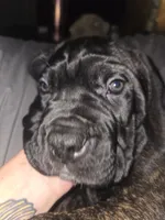 Lilly, a female Cane Corso for sale in St. Augustine, FL – 2 of 3