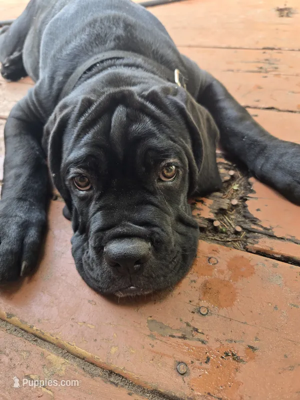 Mojo – Cane Corso puppy for sale in St. Augustine, FL