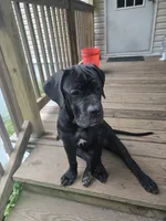 Delilah , a female Cane Corso for sale in East Palatka, FL – 8 of 10