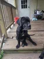 Delilah , a female Cane Corso for sale in East Palatka, FL – 6 of 10
