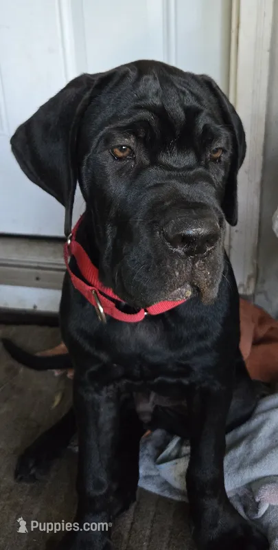 Dexter – Cane Corso puppy for sale in St. Augustine, FL