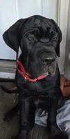 Dexter, a male Cane Corso for sale in St. Augustine, FL – 1 of 10
