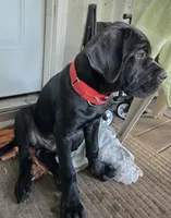 Dexter, a male Cane Corso for sale in St. Augustine, FL – 8 of 10